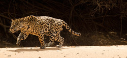 jag